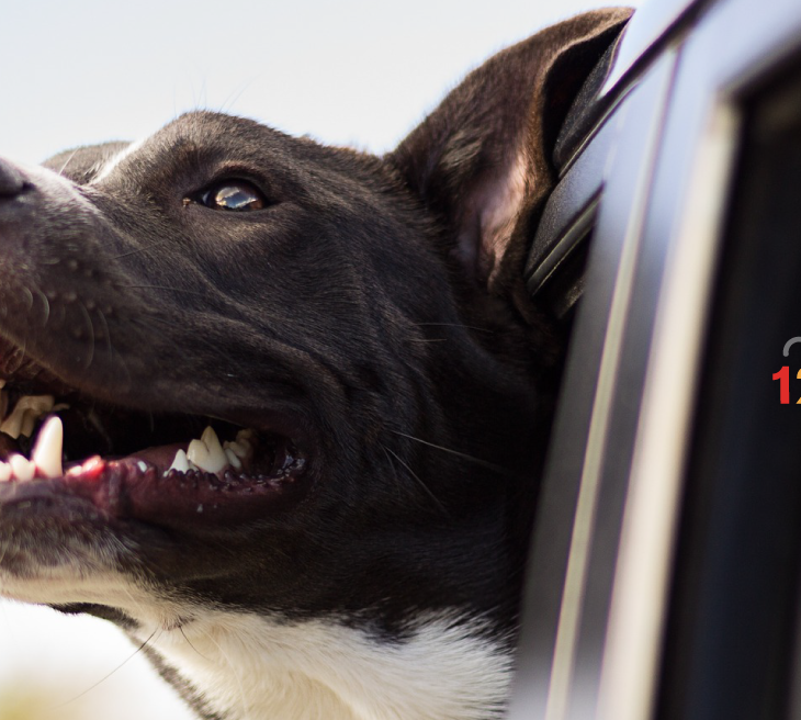 viajar con mascotas